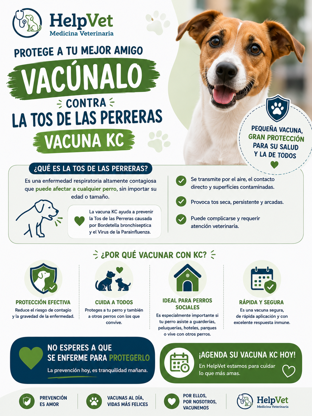 Traqueobronquitis Canina